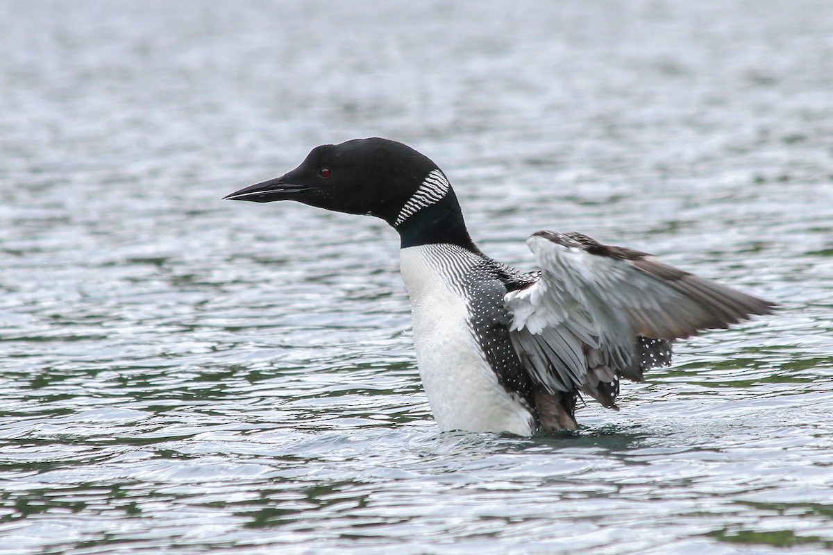 Common Loon - Riley Fern