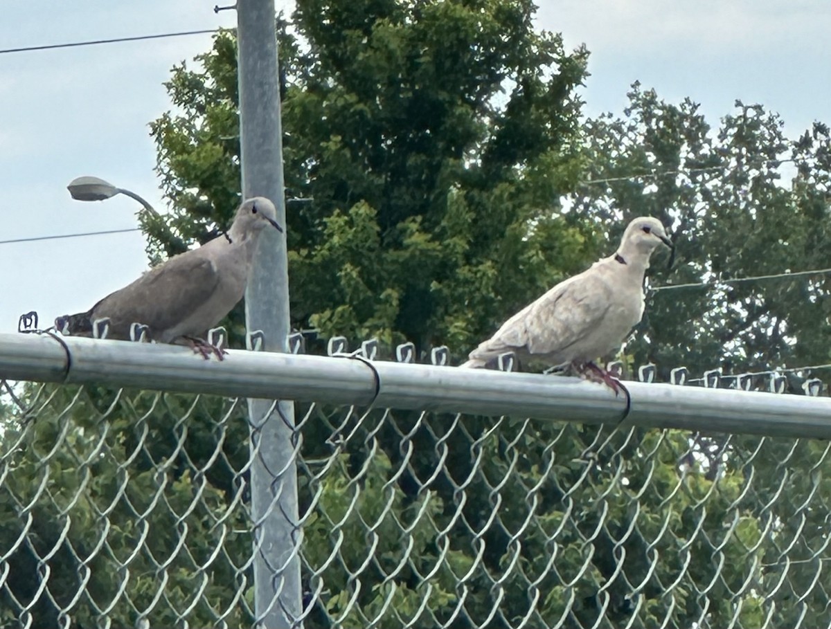 Eurasian Collared-Dove - ML619379048