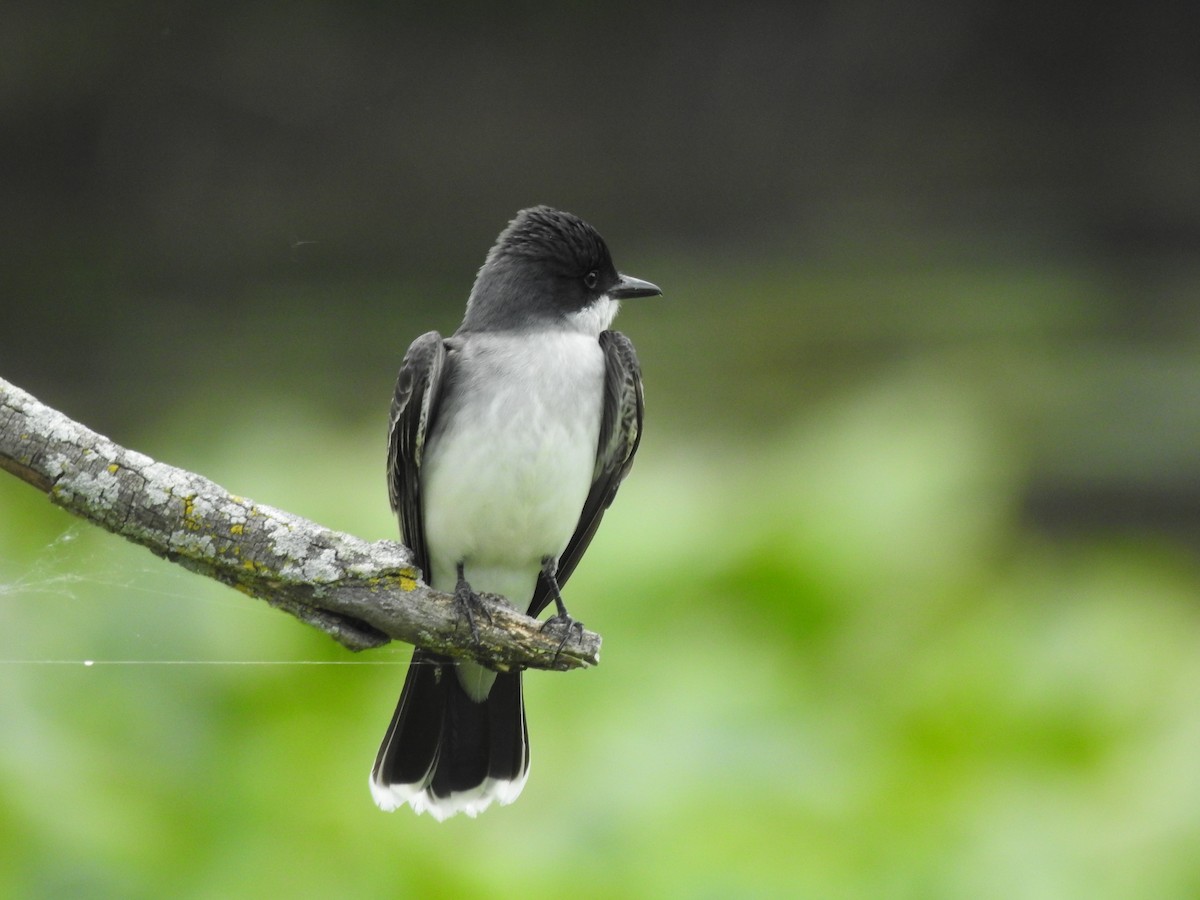 Eastern Kingbird - Joe Sudomir