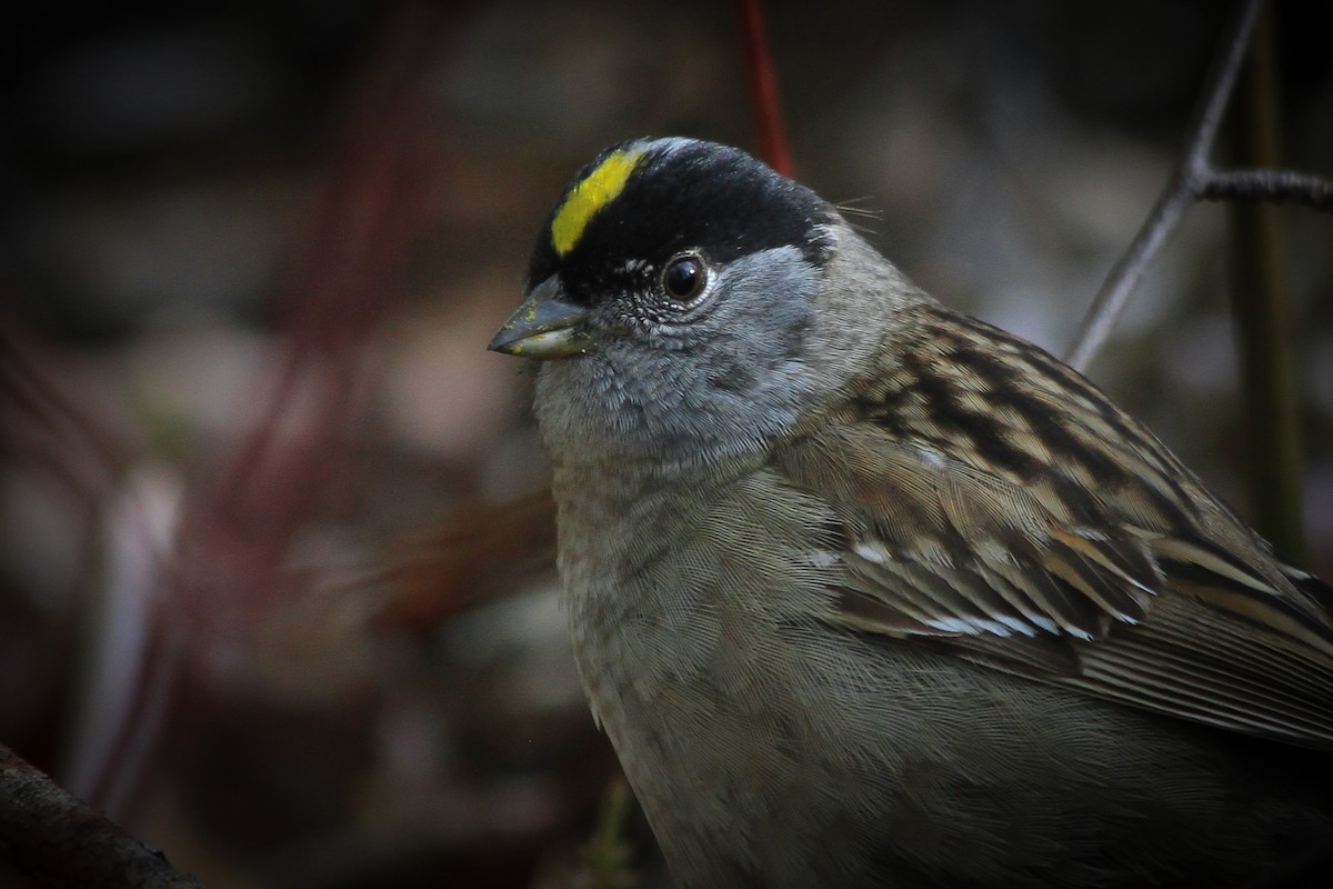 Golden-crowned Sparrow - Riley Fern