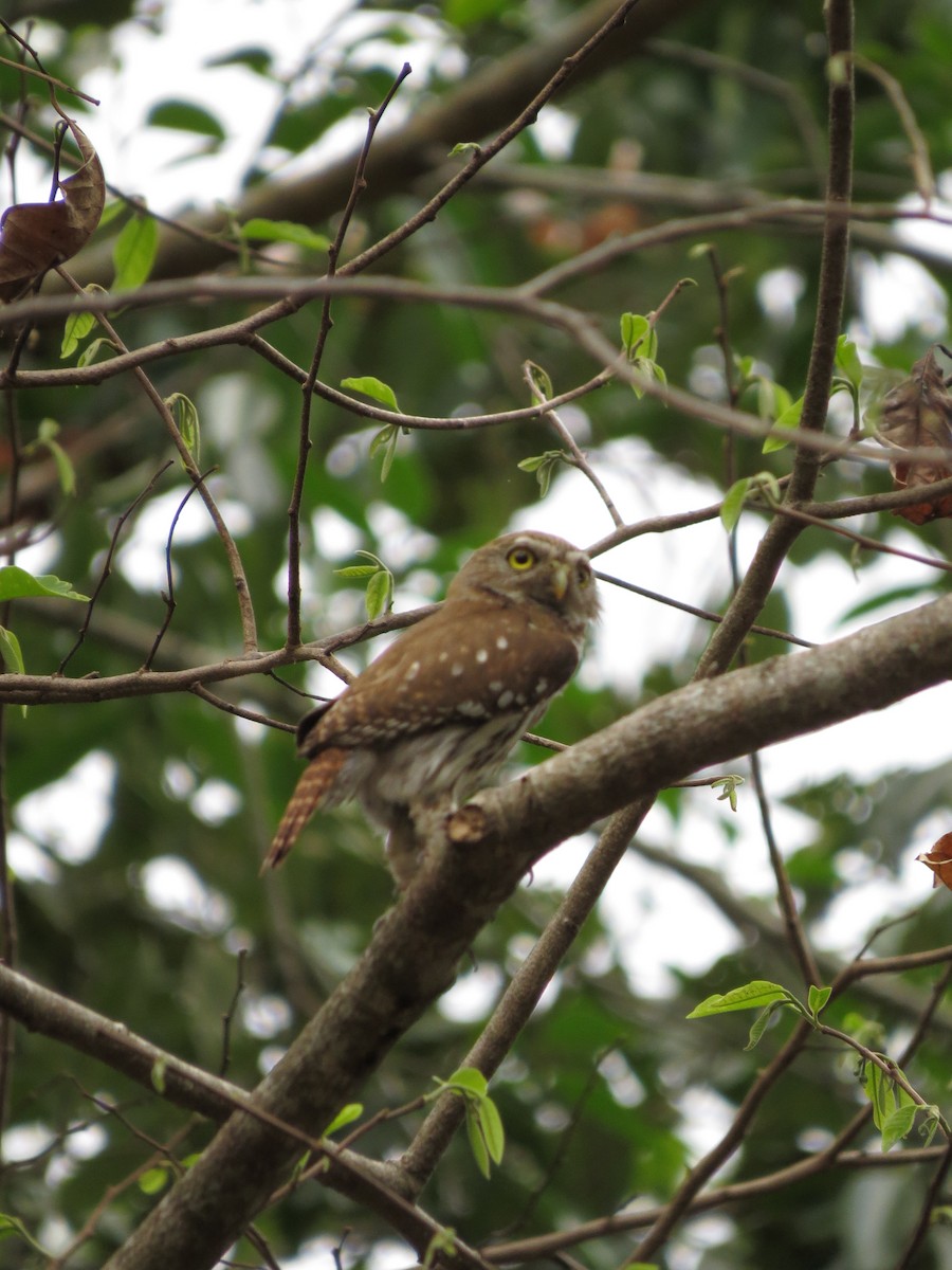 Ferruginous Pygmy-Owl - ML619379073