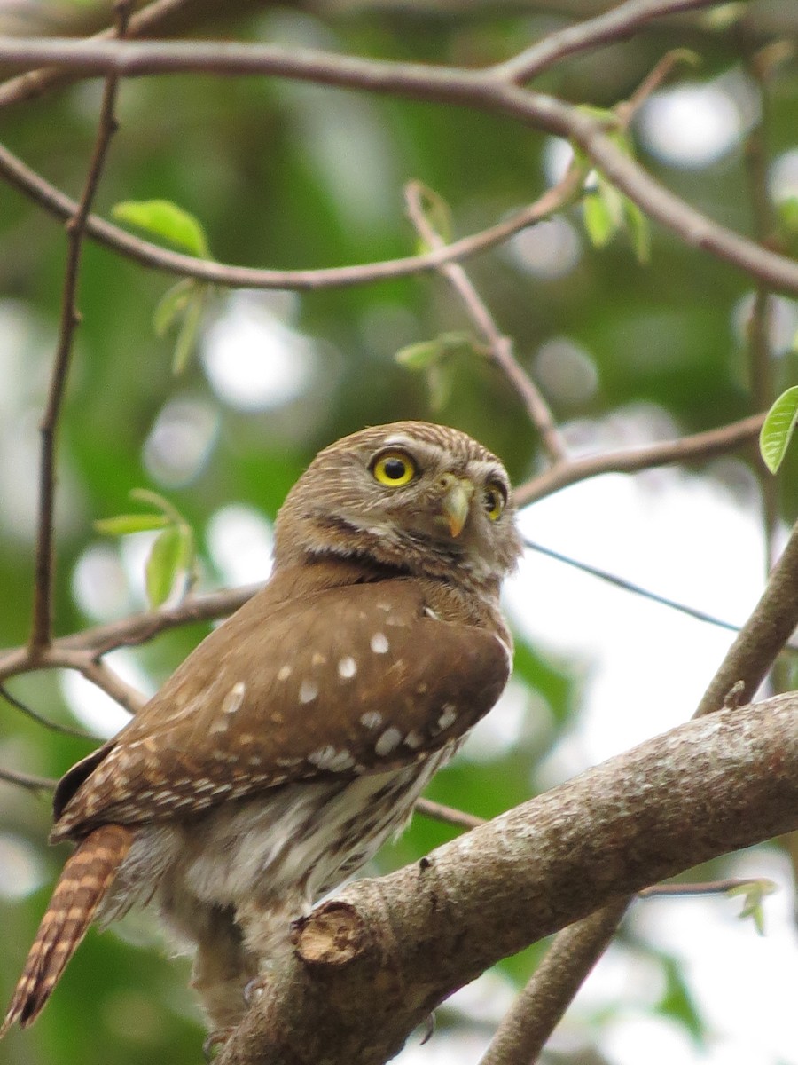 Ferruginous Pygmy-Owl - ML619379075