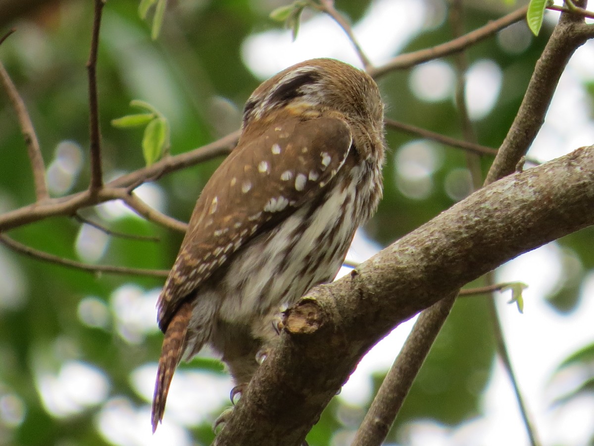 Ferruginous Pygmy-Owl - ML619379077