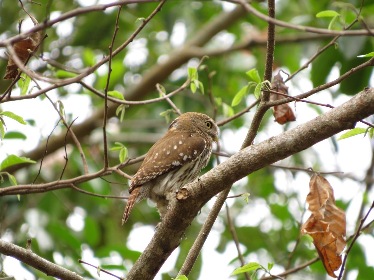 Ferruginous Pygmy-Owl - ML619379078