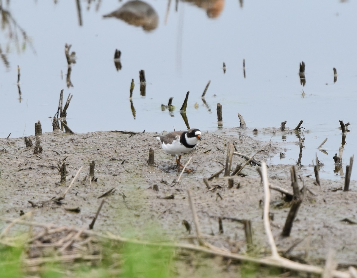 Semipalmated Plover - ML619379082