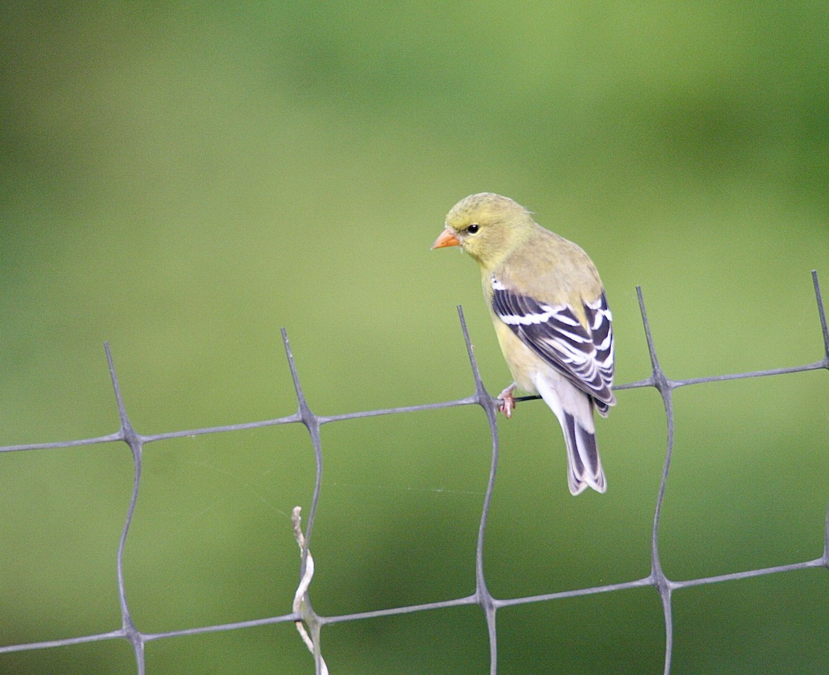 American Goldfinch - Andrew Charles
