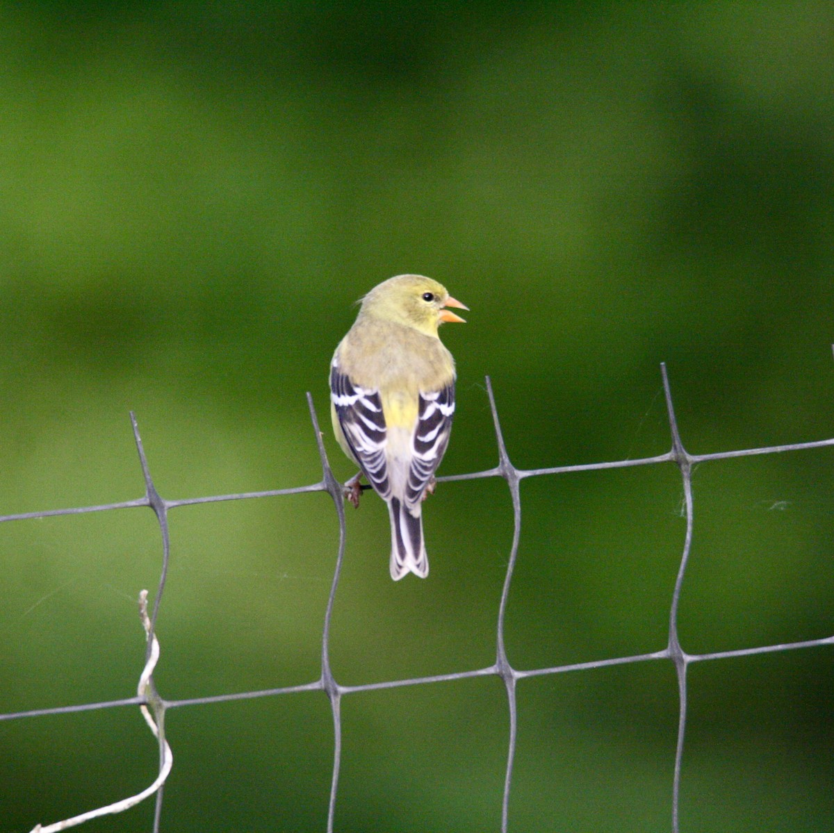 American Goldfinch - Andrew Charles
