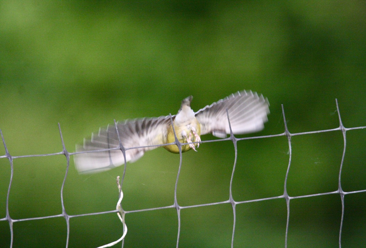 American Goldfinch - Andrew Charles