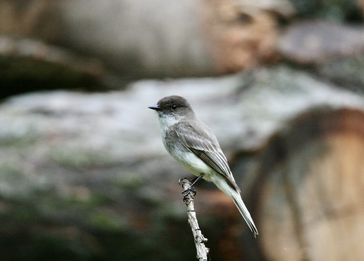 Eastern Phoebe - Andrew Charles