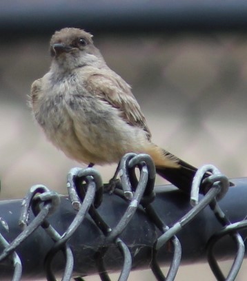 Say's Phoebe - Richard Breisch