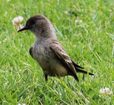 Say's Phoebe - Richard Breisch