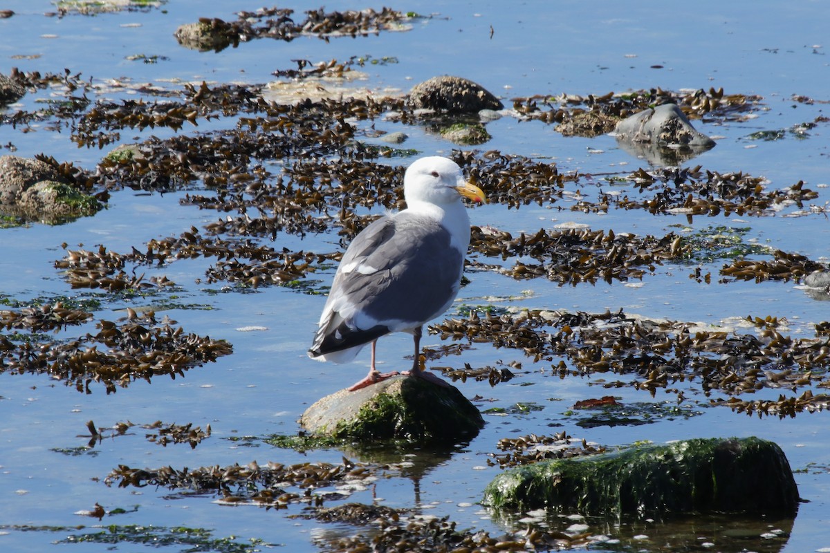 Western x Glaucous-winged Gull (hybrid) - Mark Byrne