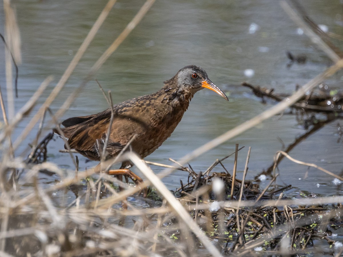 Virginia Rail - Nancy Schutt