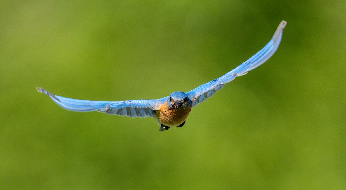 Eastern Bluebird - Scott Murphy