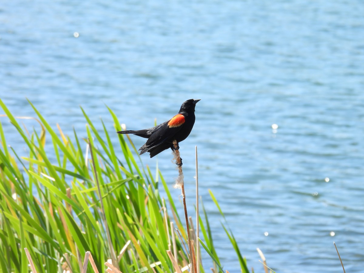 Red-winged Blackbird - Tonie Hansen