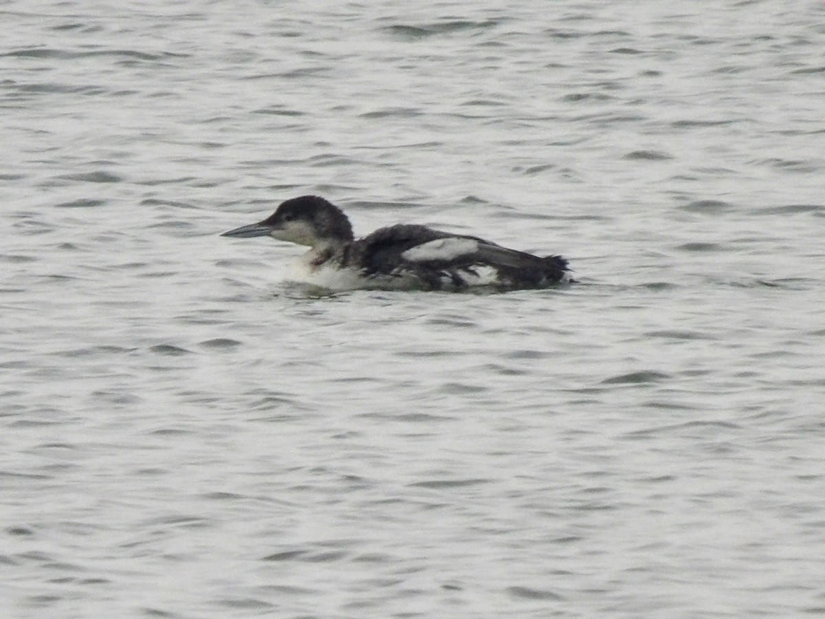 Common Loon - Anthony Colicci