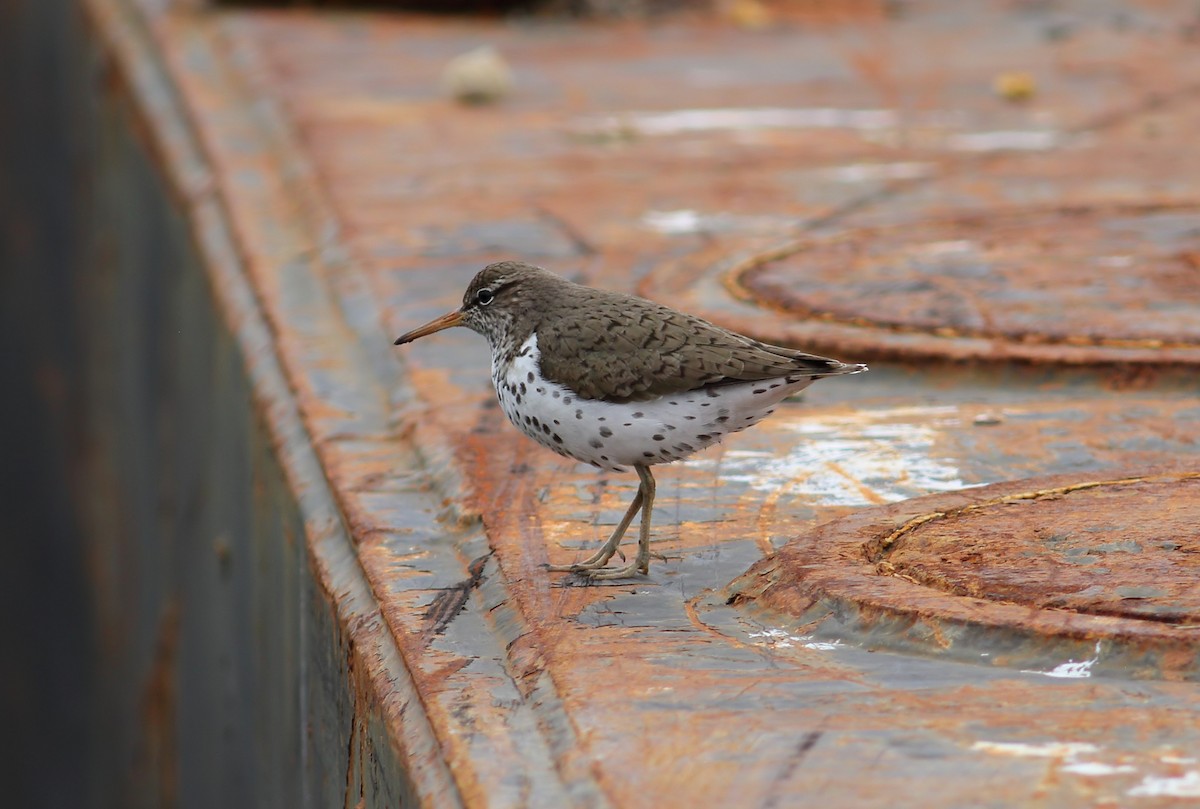 Spotted Sandpiper - James Porter