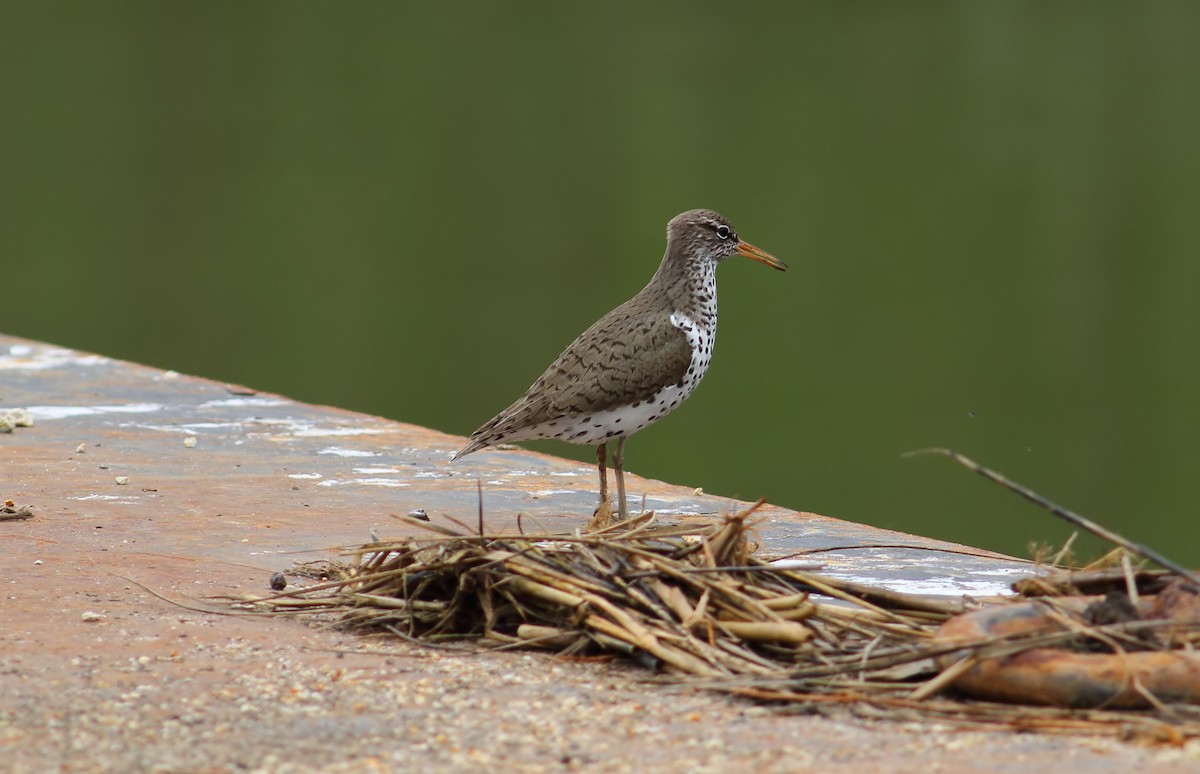 Spotted Sandpiper - James Porter