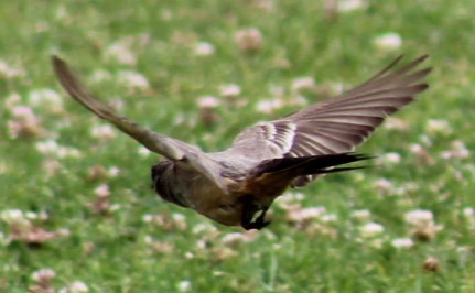 Say's Phoebe - Richard Breisch