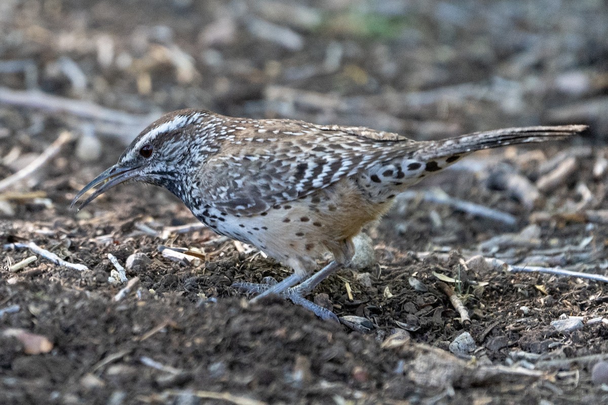 Cactus Wren - Pawel Michalak