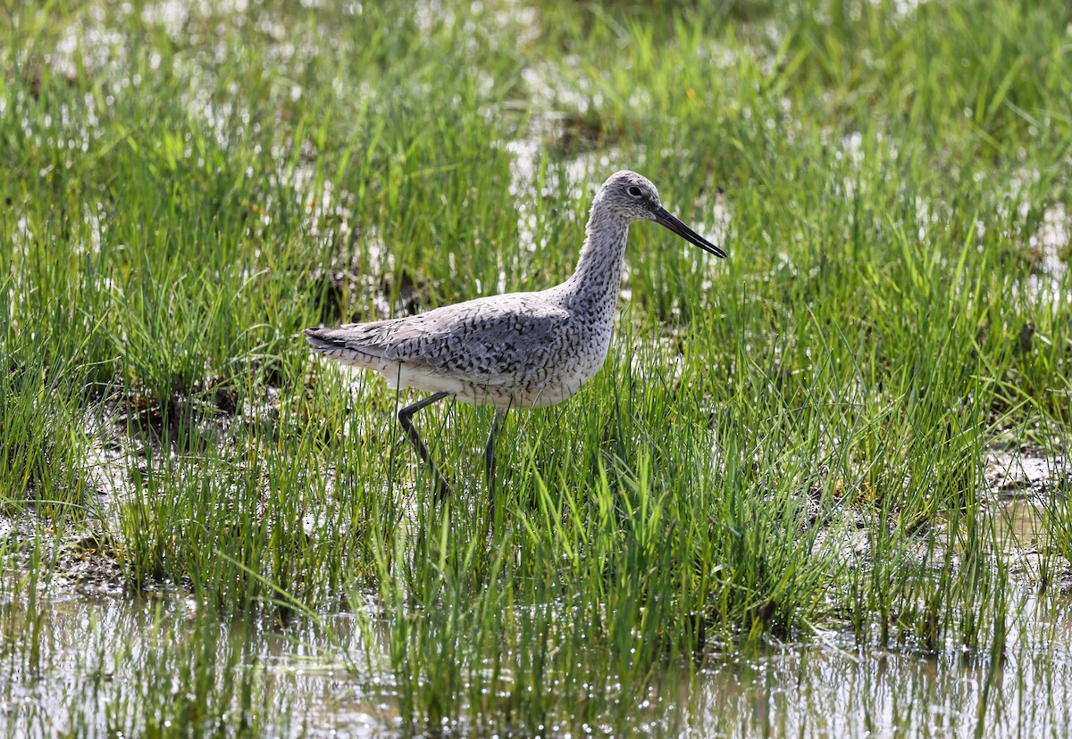 Willet - A & C Tennant