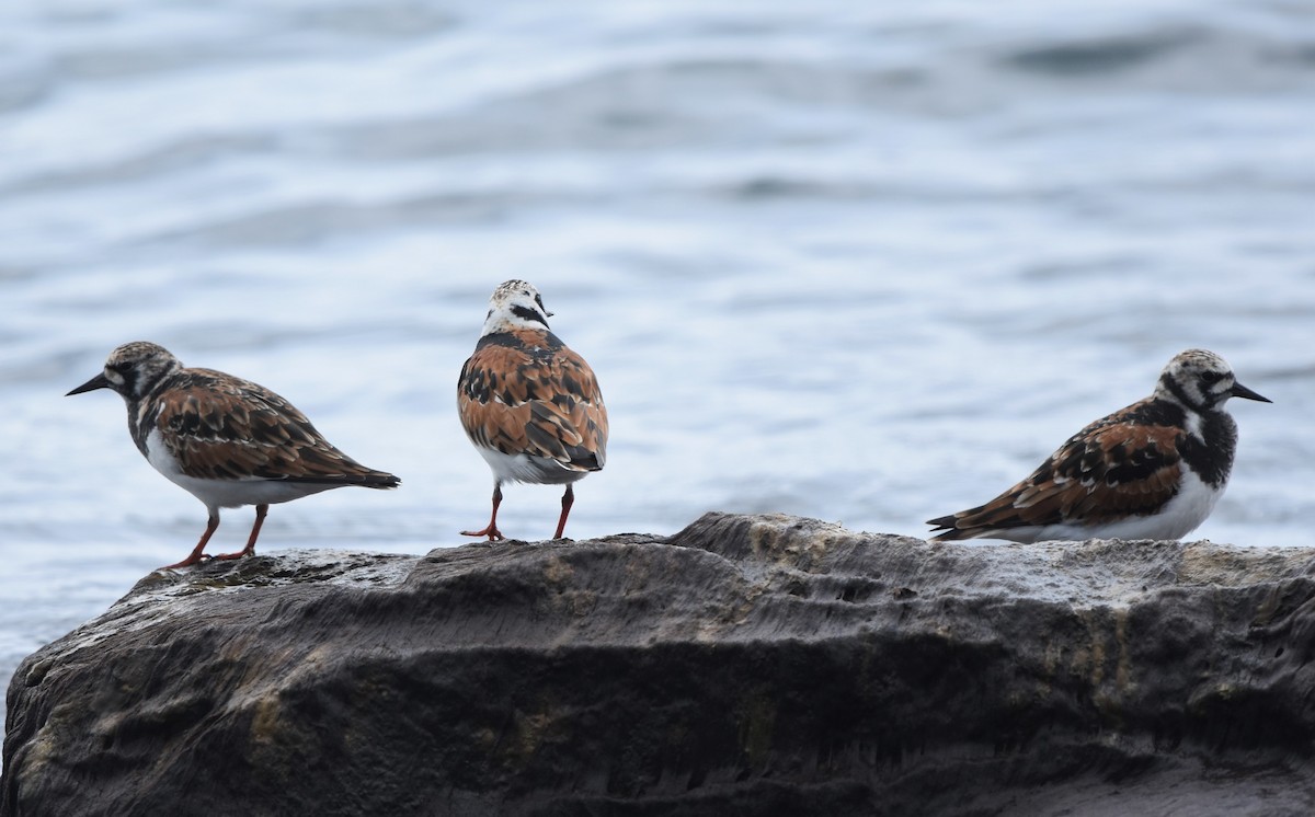 Ruddy Turnstone - ML619379251