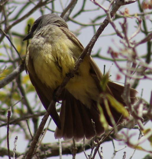 Cassin's Kingbird - ML619379258