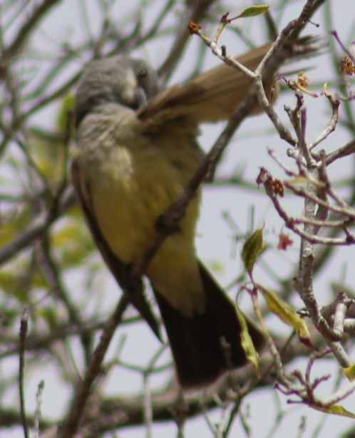 Cassin's Kingbird - Richard Breisch