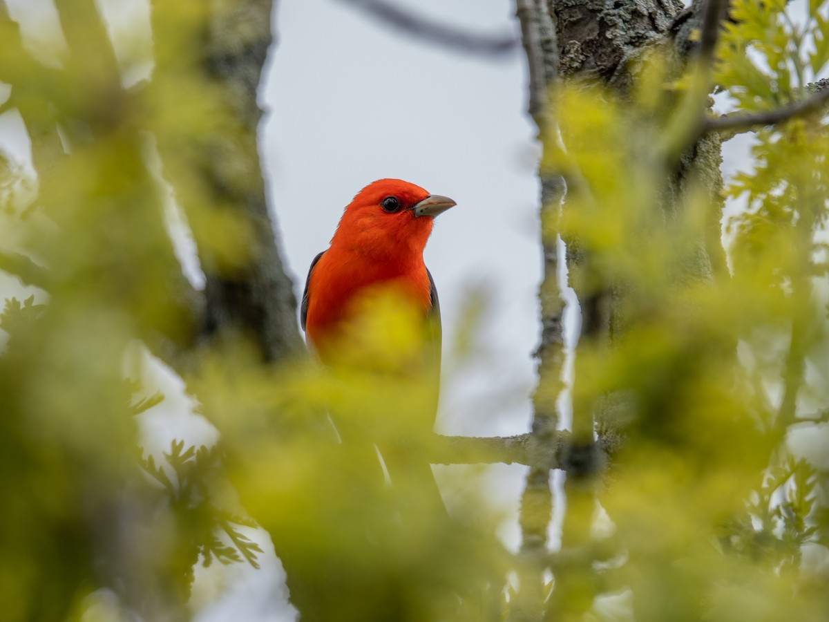 Scarlet Tanager - David Howe & Rosanne Dawson