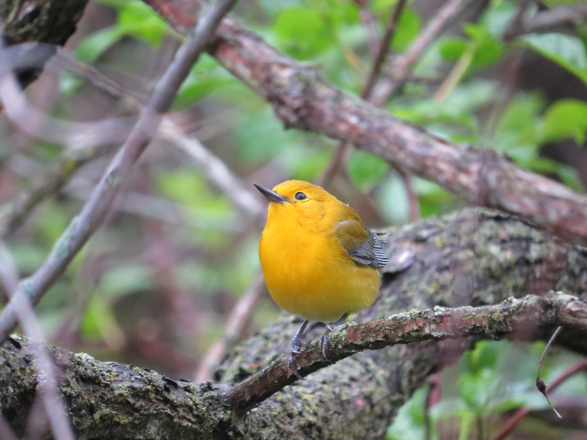 Prothonotary Warbler - Benjamin Althouse