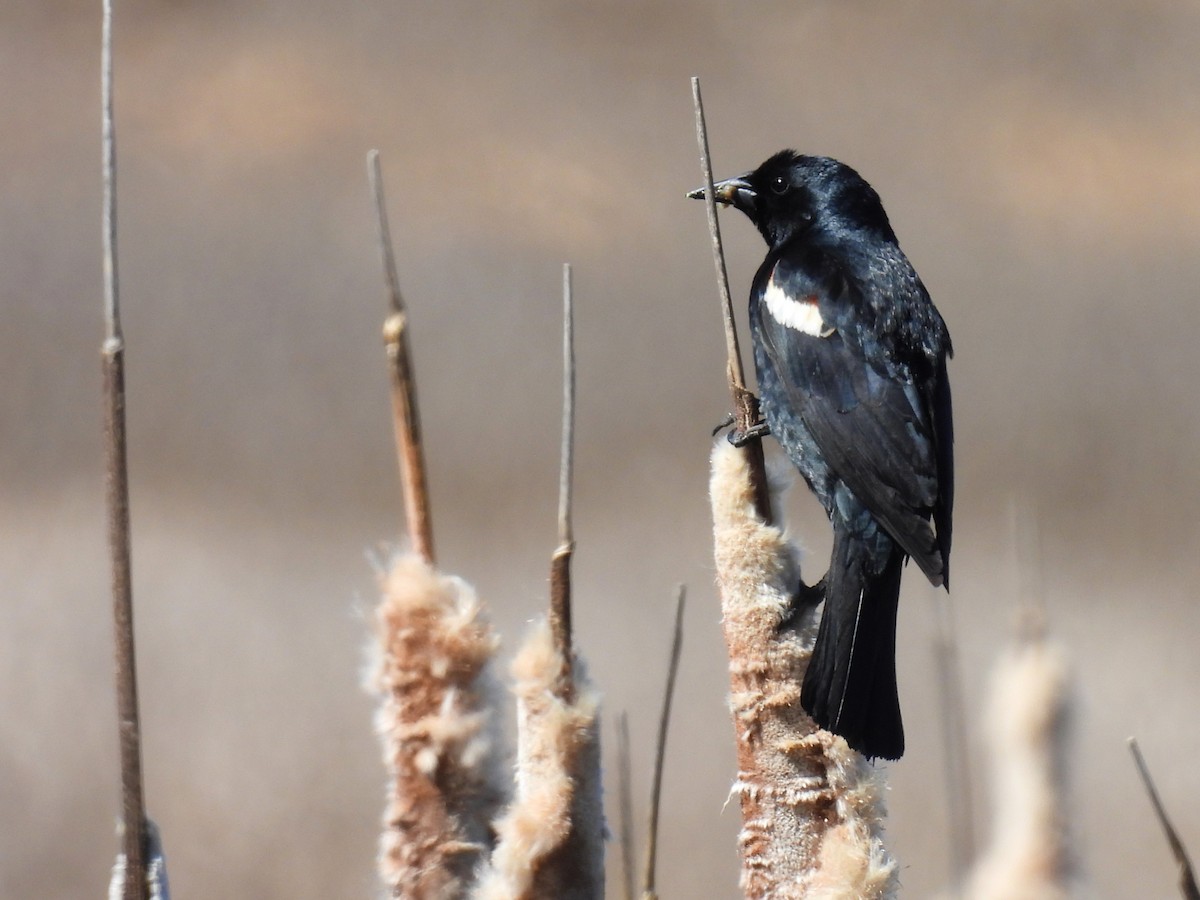 Tricolored Blackbird - Tina Toth