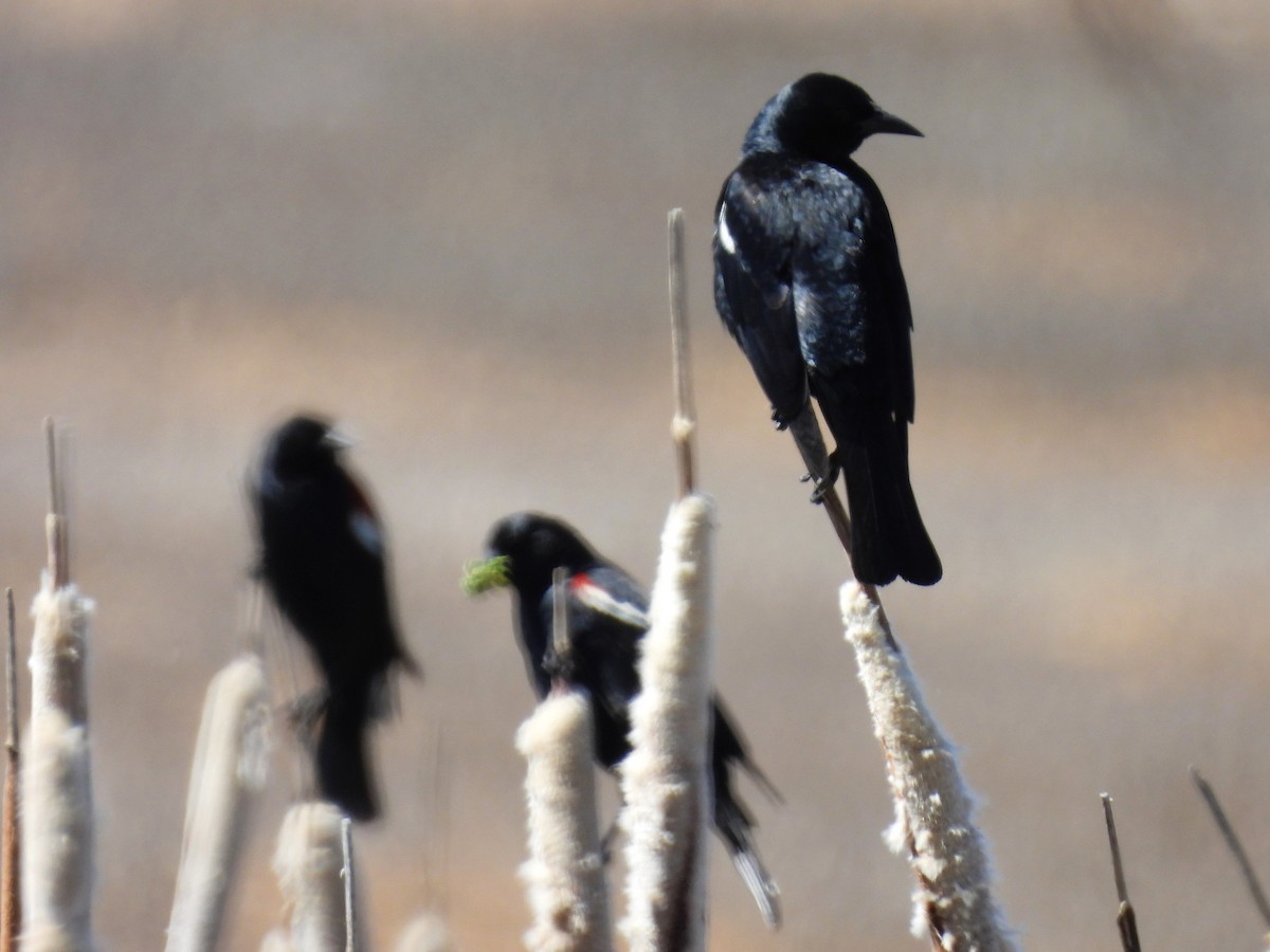 Tricolored Blackbird - Tina Toth