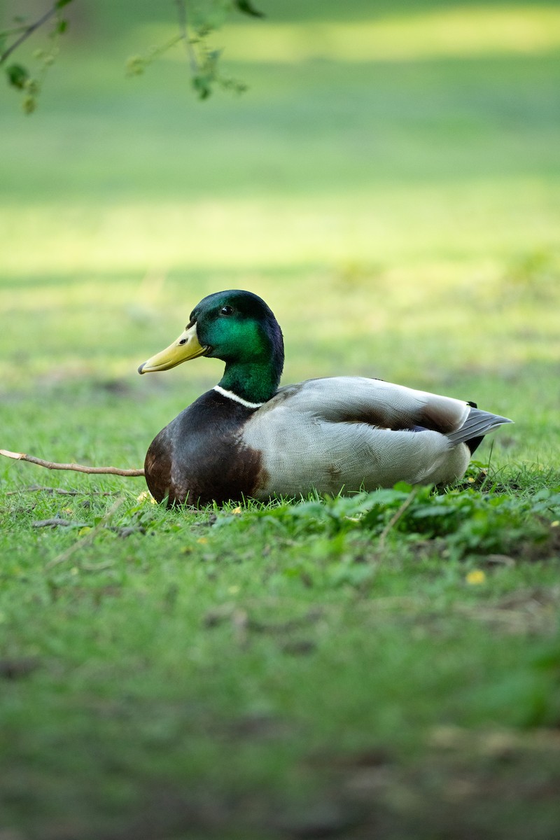 Canard colvert - ML619379286