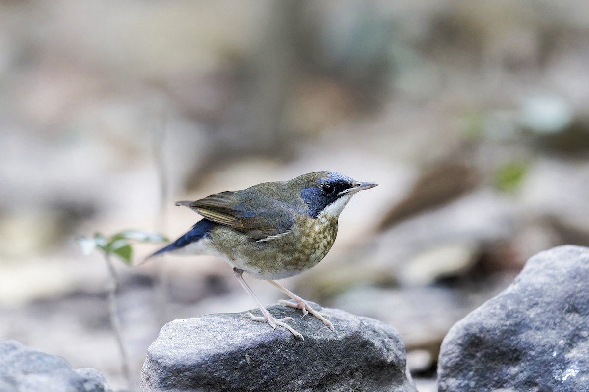 Siberian Blue Robin - Se Chea