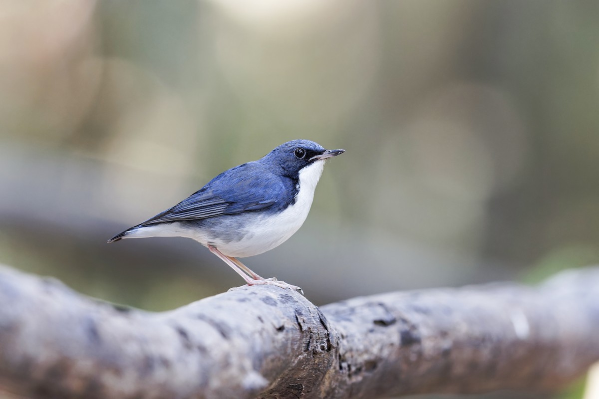 Siberian Blue Robin - ML619379291