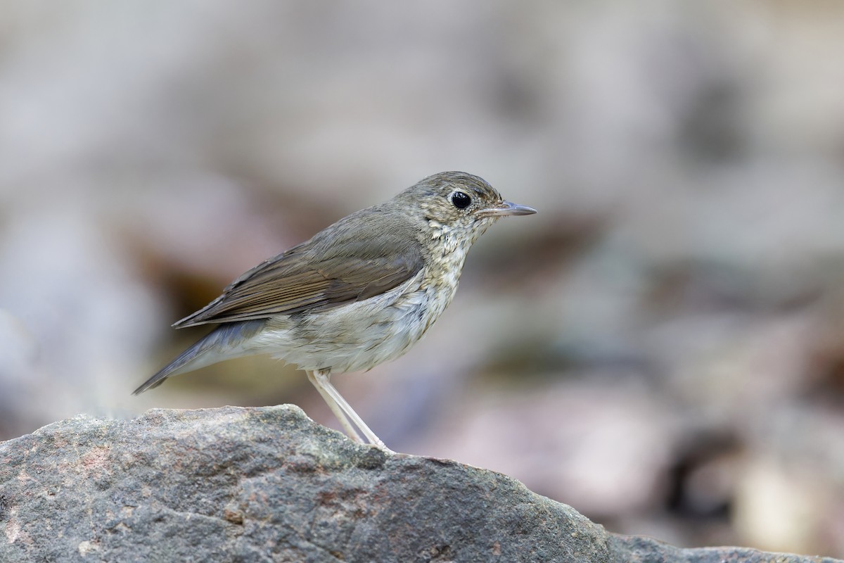 Siberian Blue Robin - ML619379292