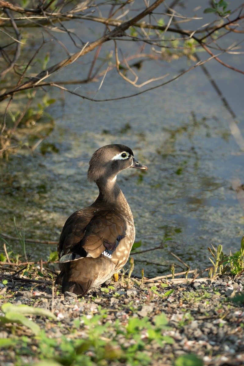 Wood Duck - ML619379295