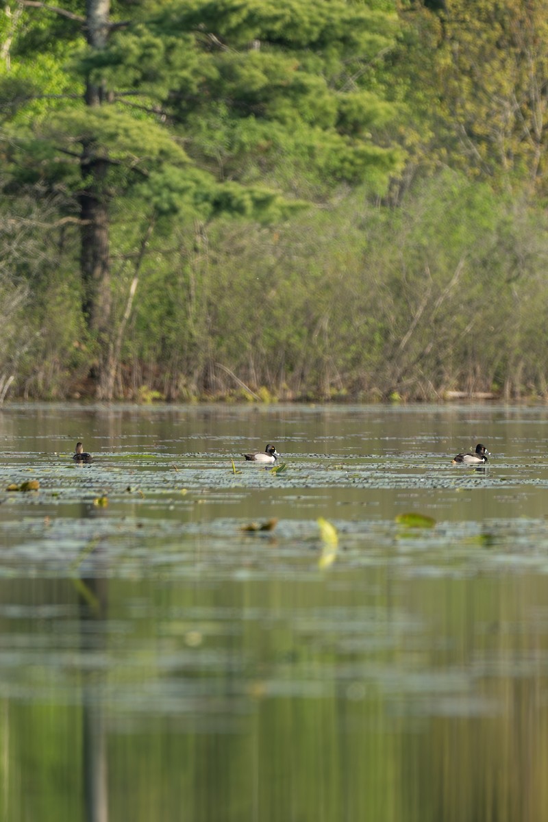 Ring-necked Duck - ML619379306