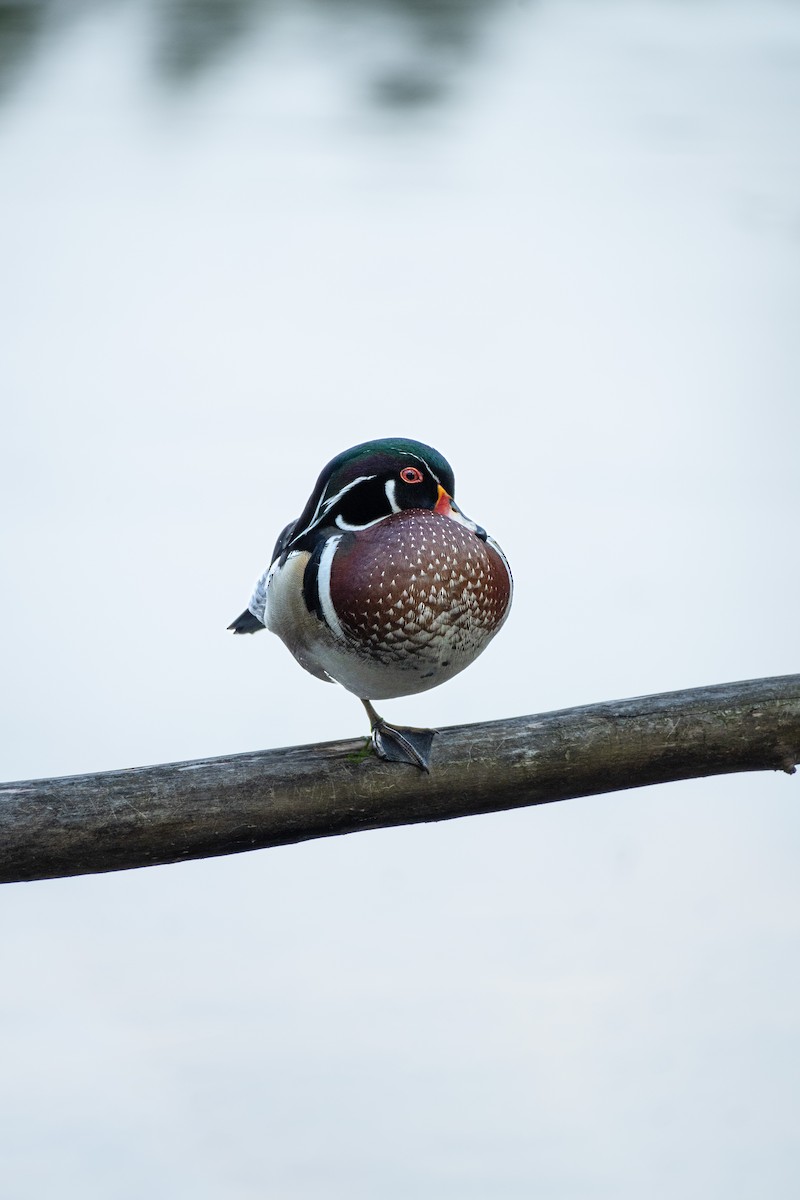 Wood Duck - ML619379319