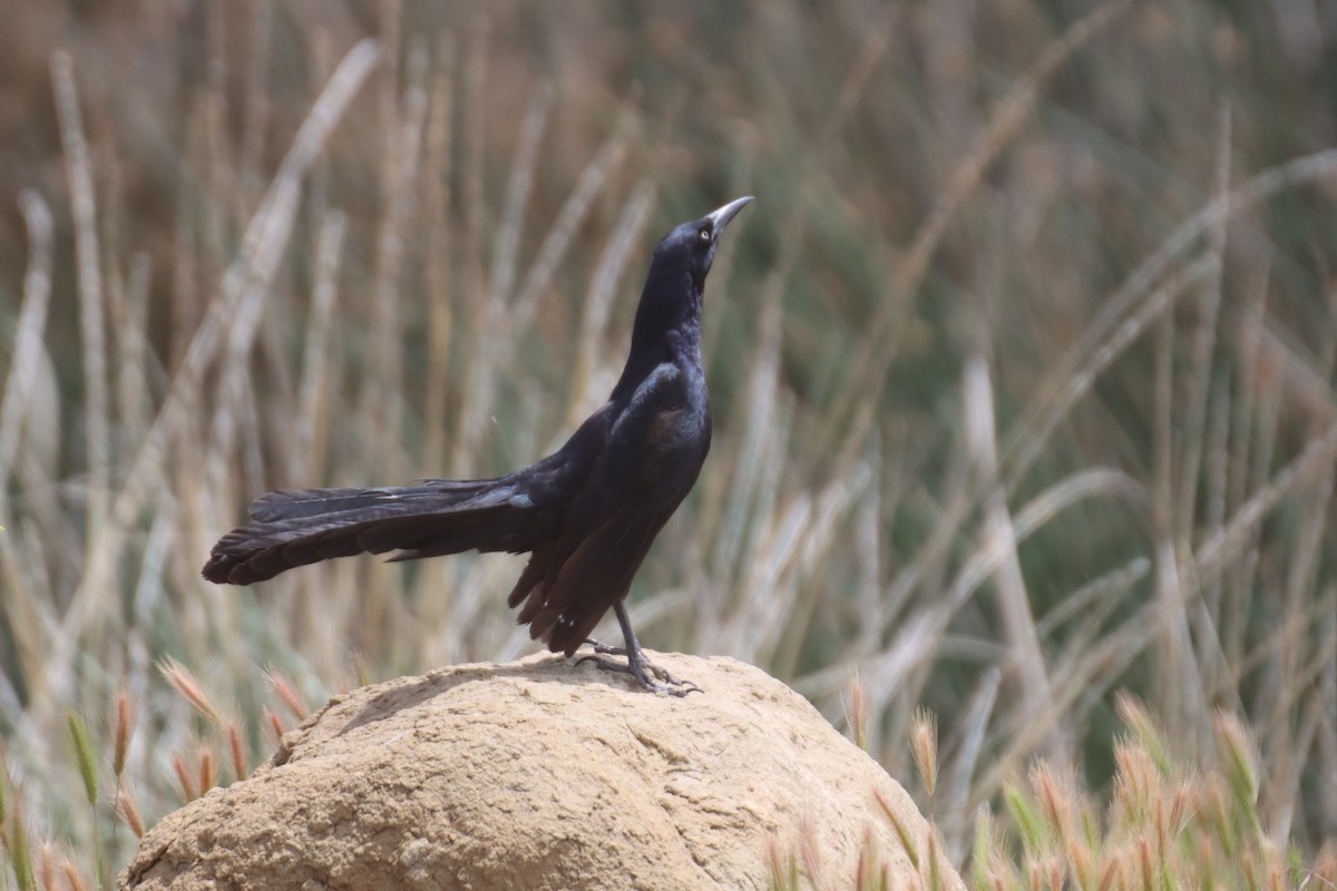 Great-tailed Grackle - ML619379329