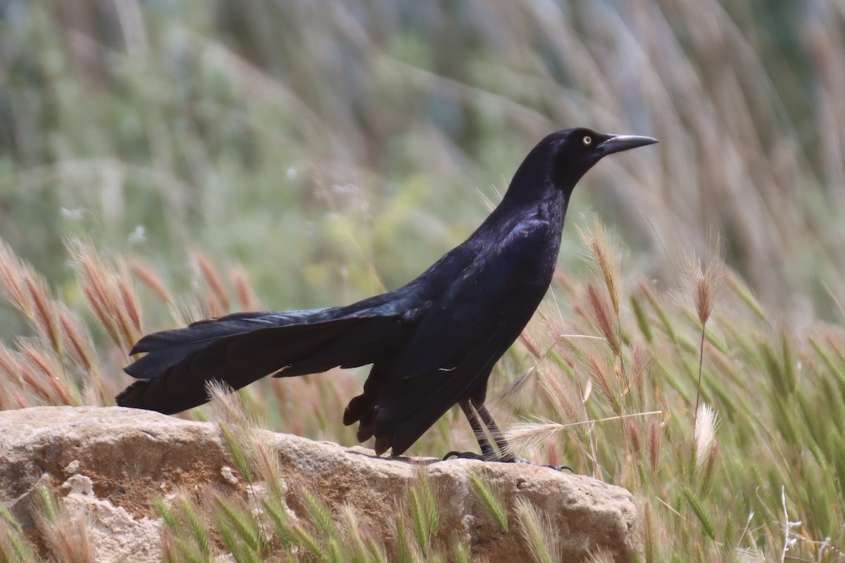 Great-tailed Grackle - ML619379330