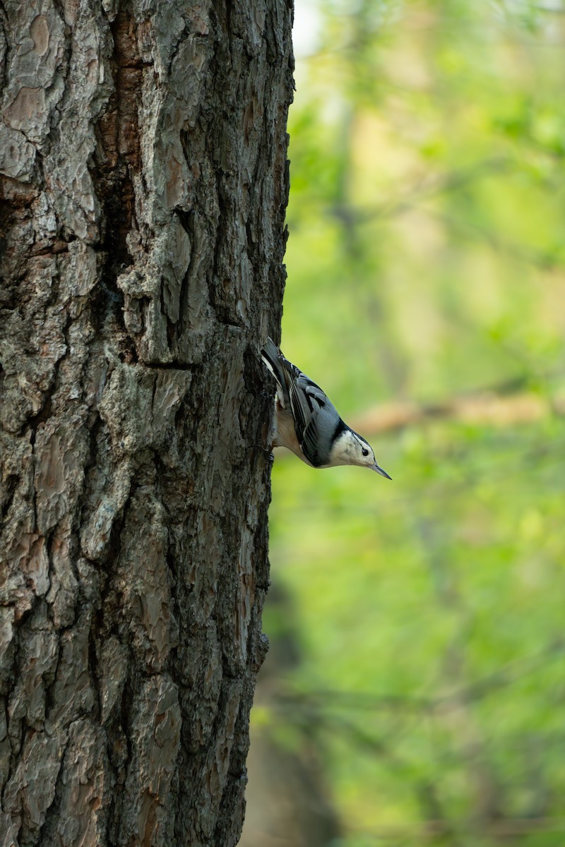 White-breasted Nuthatch - Anonymous