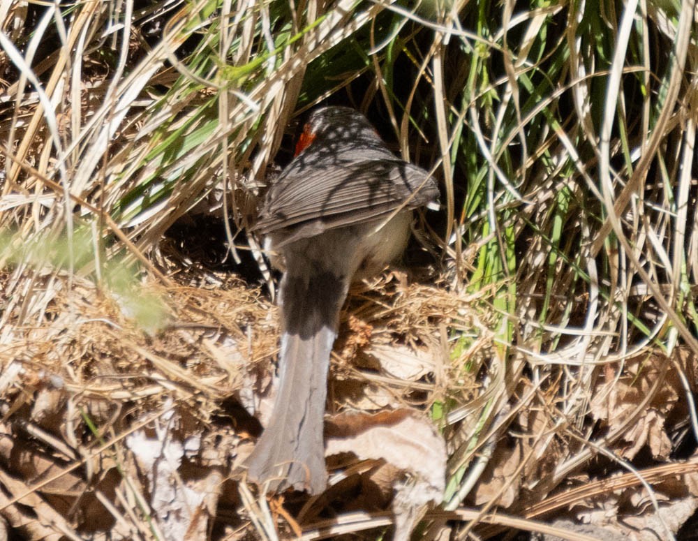 Red-faced Warbler - Marty Herde