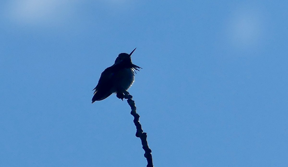 Calliope Hummingbird - N Jones