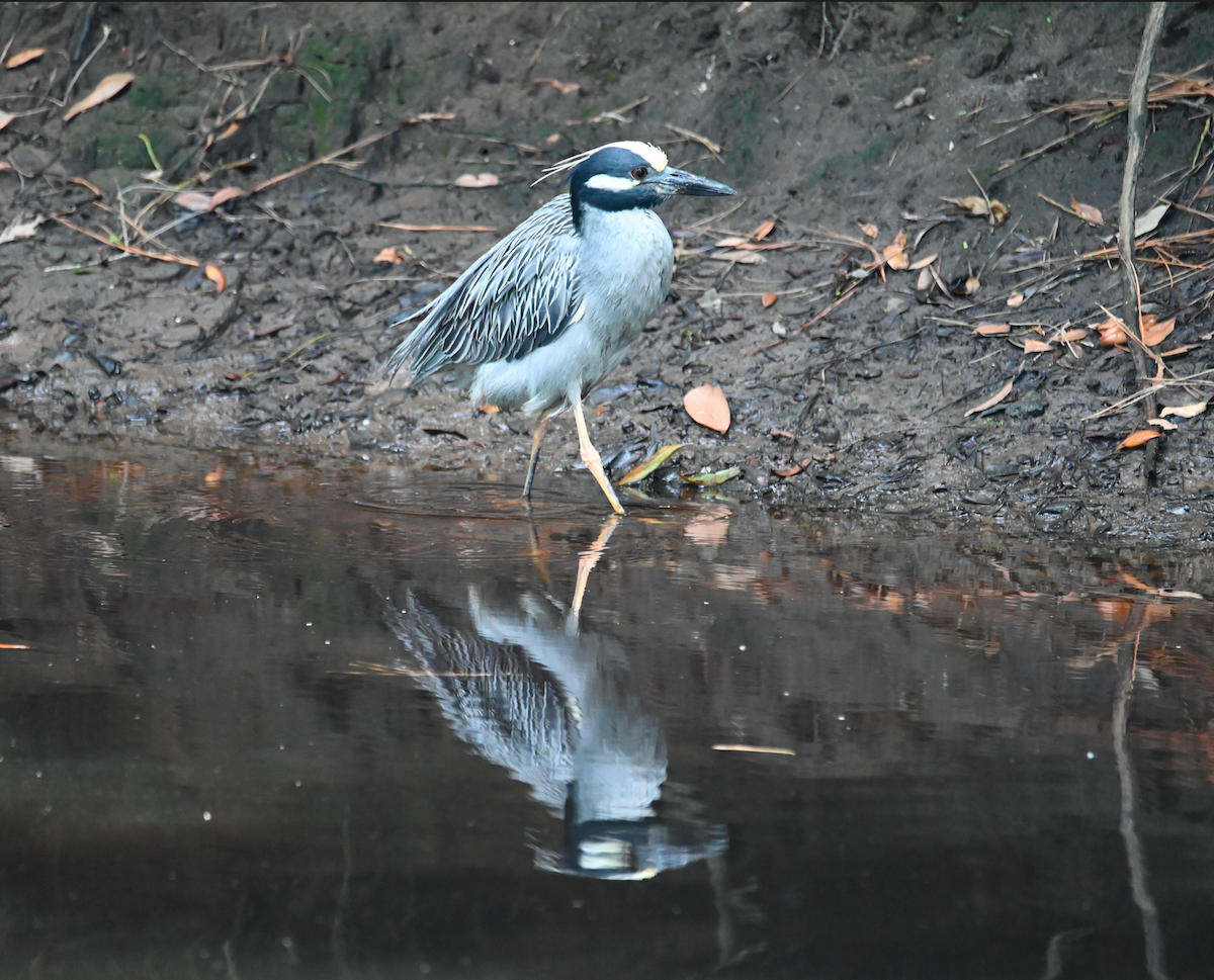 Yellow-crowned Night Heron - Heather Buttonow