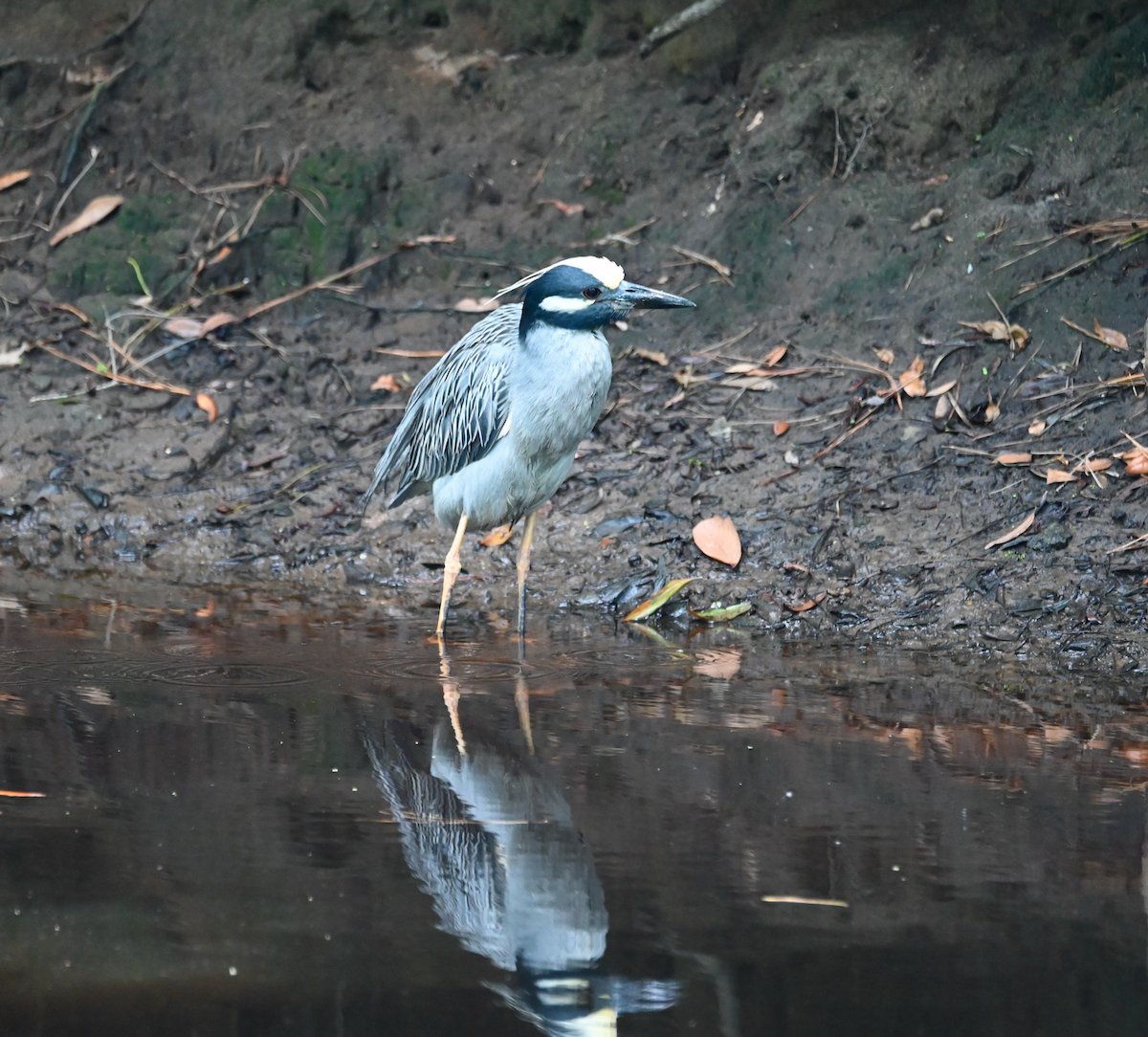 Yellow-crowned Night Heron - Heather Buttonow