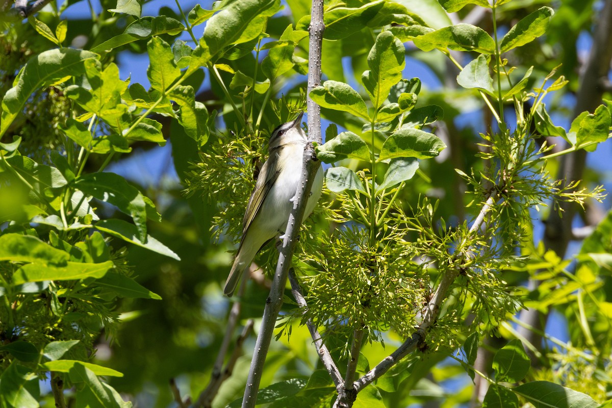 Red-eyed Vireo - Lucas Bobay