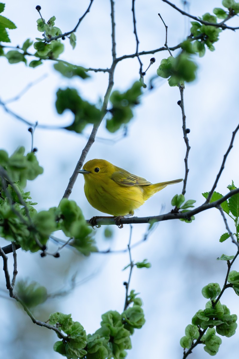 Paruline jaune - ML619379363