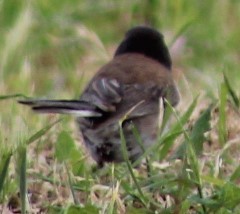 Dark-eyed Junco (Oregon) - ML619379364