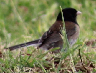 Junco ardoisé (groupe oreganus) - ML619379365